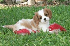 cavalier_king_chavvvrles_spaniel-2.jpg