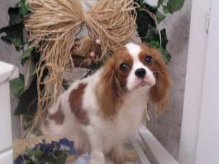 cavalier_king_charles_vvvspaniel-4.jpg