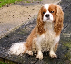 cavalier_king_charlssses_spaniel-5.jpg