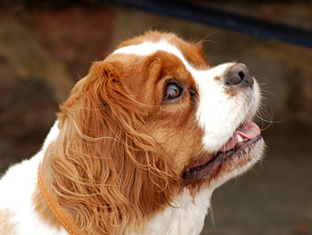 cavalier_king_charles_fvspaniel-7.jpg