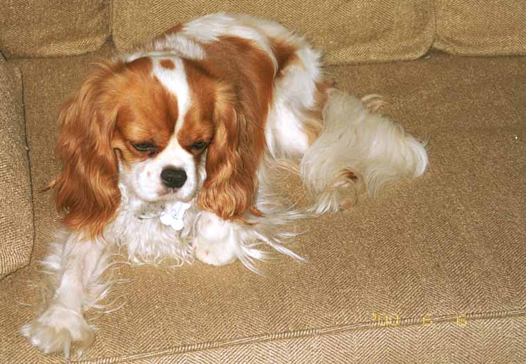 cavalier_king_charles_spaniel-8.jpg