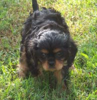 cavalier_king_charles_spaniel-9.jpg