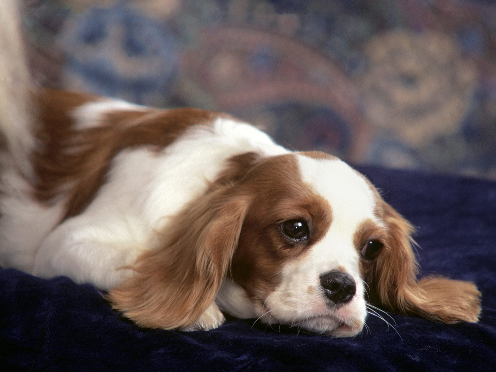Cavalier_King_Charles_Spaniel_puppy.jpg