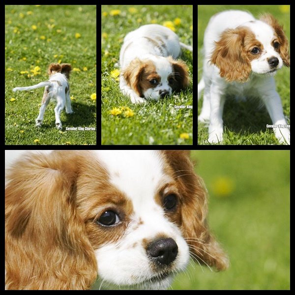 Cavalier-King-Charles-Spaniel-Dog-Wallpapers-Pack.jpg