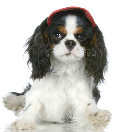 cavalier-king-charles-spaniel-puppy-2.jpg