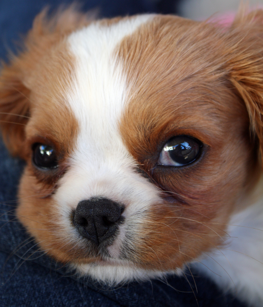 bella-the-cavalier-king-charles-spaniel-2_32670_2009-08-18.jpg