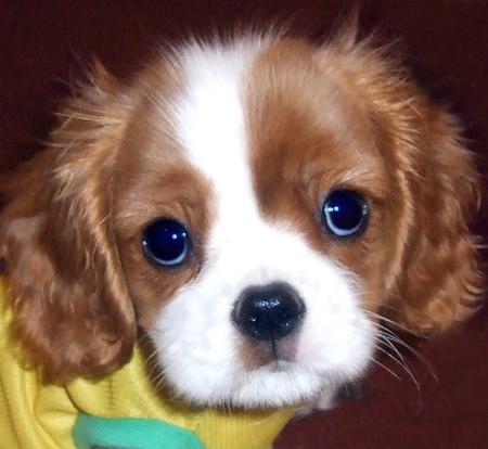 Fosse_Cavalier_King_Charles_Spaniel_01_jpg_w450.jpg