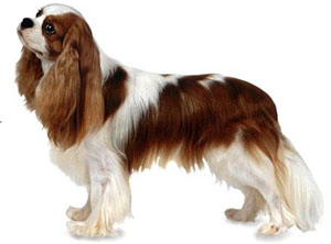 king charles pusinka.jpg