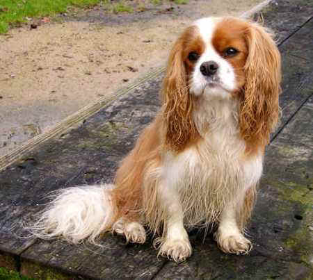 RN_Dog_Cavalier_King_Charles_Spaniel_1.jpg