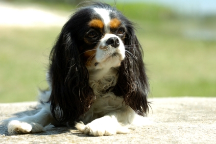 Cavalier%20King%20Chhharles%20Spaniel%20Laying%20Down.jpg