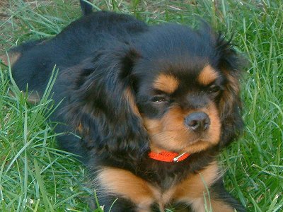 Cavalier%20kingCharlesSpanielBuddy12Weeks.jpg