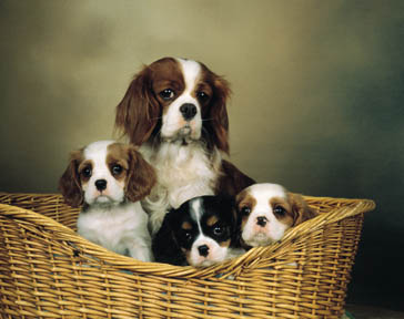 cavalikér_king_charles.jpg