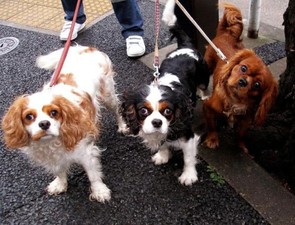 cavalier_kinggg_charles_spaniel.jpg