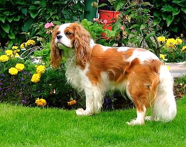 cavalier_king_ccccharles_spaniel-1.jpg
